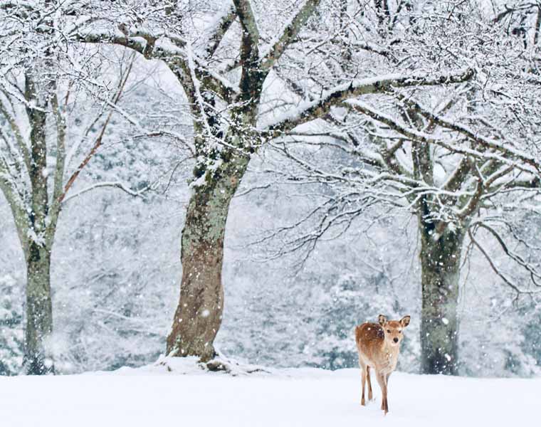 寒假親子遊~六甲山雪上樂園,奈良公園