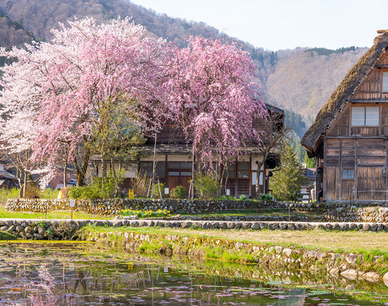 SHIRAGAWAGO THACTHED HOUSES TRIBES