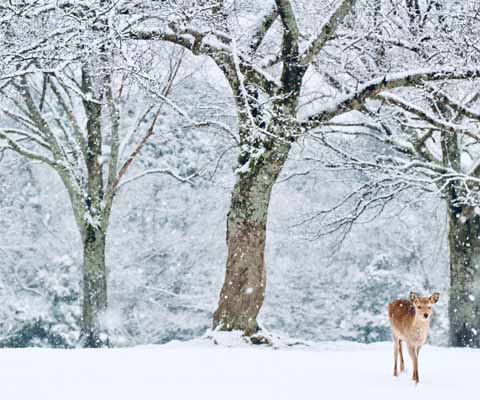 Nara Park 、Rokko Mountain Snow Park